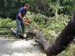 Reliable Childersburg, AL  Tree Services Solutions