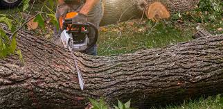 Best Firewood Processing and Delivery  in Childersburg, AL