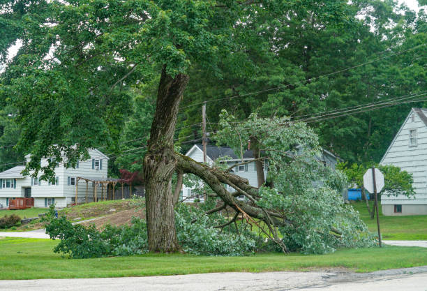 Best Tree Mulching  in Childersburg, AL