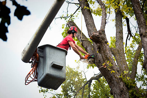 Best Tree Maintenance Programs  in Childersburg, AL