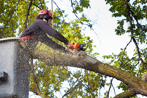 Best Utility Line Clearance  in Childersburg, AL